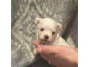 Maltese Puppy for sale in Birmingham, AL, USA