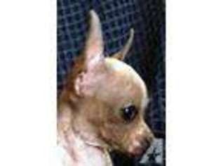Chihuahua Puppy for sale in CAMP VERDE, AZ, USA