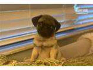 Pug Puppy for sale in Orlando, FL, USA