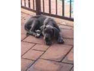 Great Dane Puppy for sale in Mustang, OK, USA