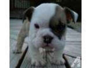 Bulldog Puppy for sale in LEXINGTON, TX, USA
