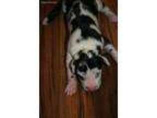Great Dane Puppy for sale in Lehi, UT, USA