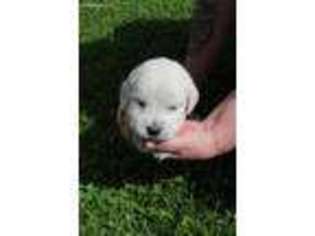 Mutt Puppy for sale in Greensburg, IN, USA