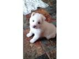 Akita Puppy for sale in Hartford, KY, USA