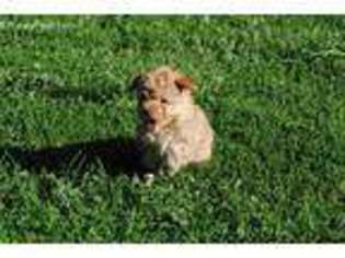 Mutt Puppy for sale in Hannibal, MO, USA