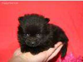 Pomeranian Puppy for sale in Lyons, NY, USA