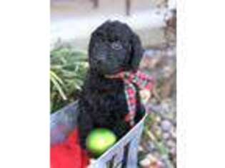Labradoodle Puppy for sale in Wallingford, KY, USA