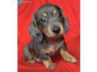 Dachshund Puppy for sale in Wadena, MN, USA