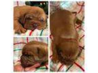 American Bull Dogue De Bordeaux Puppy for sale in Clifton, TX, USA