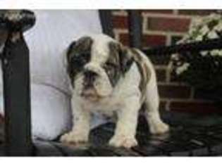 Bulldog Puppy for sale in Lebanon, PA, USA