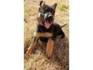 German Shepherd Dog Puppy for sale in Adairsville, GA, USA