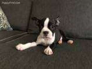 Boston Terrier Puppy for sale in Brooklyn, NY, USA
