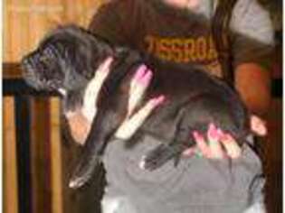 Great Dane Puppy for sale in Milford, IL, USA