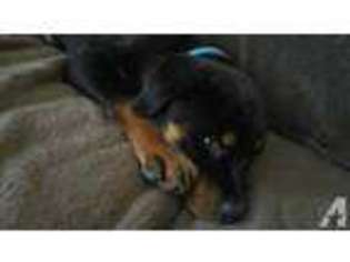 Rottweiler Puppy for sale in HEBRON, OH, USA