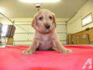 Labradoodle Puppy for sale in TOLEDO, OH, USA