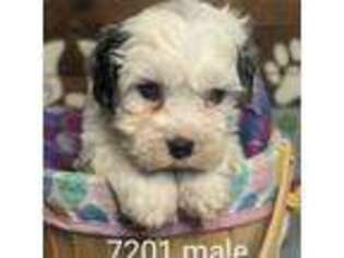 Cavapoo Puppy for sale in Dekalb, IL, USA