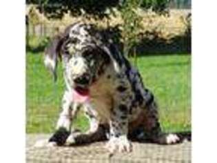Great Dane Puppy for sale in Greens Fork, IN, USA