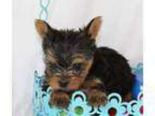 Yorkshire Terrier Puppy for sale in Greenville, TX, USA