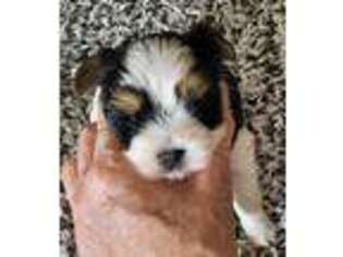 Biewer Terrier Puppy for sale in Macomb, MI, USA