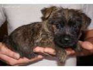 Medium Photo #1 Cairn Terrier Puppy For Sale in Tucson, AZ, USA