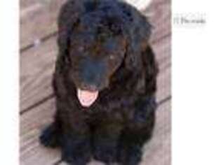 Labradoodle Puppy for sale in Sioux City, IA, USA