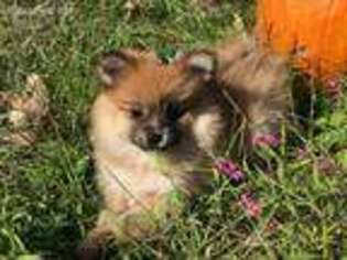 Pomeranian Puppy for sale in Shady Side, MD, USA