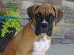 Boxer Puppy for sale in Lynn, IN, USA