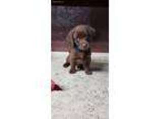 Labrador Retriever Puppy for sale in Meraux, LA, USA