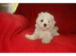 Maltese Puppy for sale in Woodbury, NJ, USA