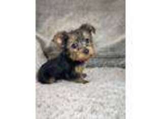 Yorkshire Terrier Puppy for sale in Elkton, KY, USA