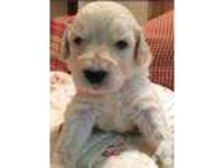 Goldendoodle Puppy for sale in ARMAGH, PA, USA