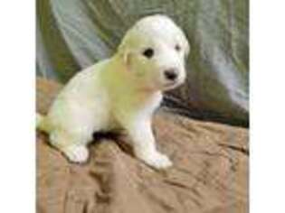 Great Pyrenees Puppy for sale in Anna, IL, USA