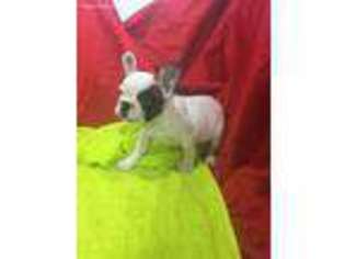 French Bulldog Puppy for sale in Boylston, MA, USA