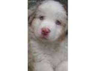 Australian Shepherd Puppy for sale in Maurertown, VA, USA