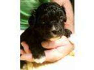 Cavapoo Puppy for sale in Boone, NC, USA