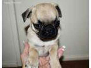 Pug Puppy for sale in Paramount, CA, USA