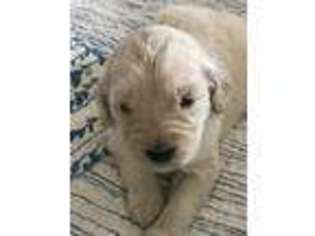 Goldendoodle Puppy for sale in Collinsville, MS, USA