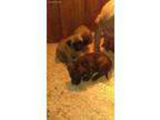 Mastiff Puppy for sale in Summerfield, NC, USA