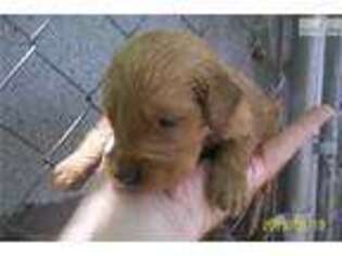 Golden Retriever Puppy for sale in Winston Salem, NC, USA