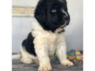 Newfoundland Puppy for sale in Elkland, MO, USA