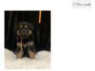 German Shepherd Dog Puppy for sale in Anderson, IN, USA