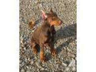 Doberman Pinscher Puppy for sale in FREETOWN, IN, USA