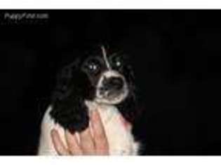 English Springer Spaniel Puppy for sale in Saint Cloud, MN, USA