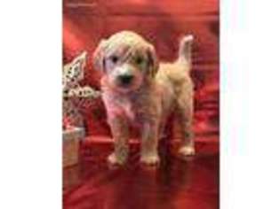 Goldendoodle Puppy for sale in Dexter, MO, USA