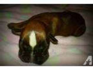Boxer Puppy for sale in TENINO, WA, USA