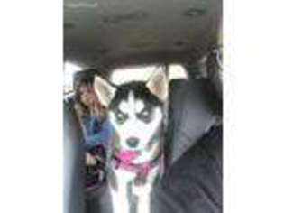Siberian Husky Puppy for sale in Rome, OH, USA