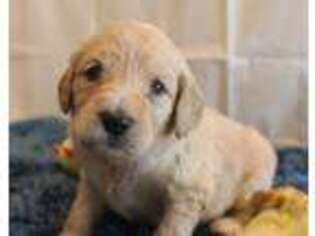 Goldendoodle Puppy for sale in Hilliard, FL, USA