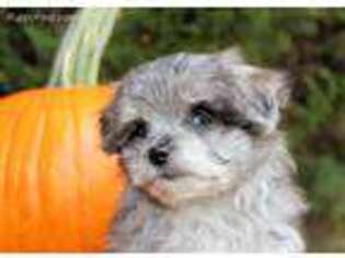 Mal-Shi Puppy for sale in Appomattox, VA, USA