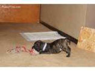 Bullmastiff Puppy for sale in Rockford, IL, USA