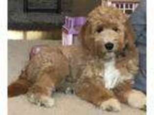 Goldendoodle Puppy for sale in Webster City, IA, USA